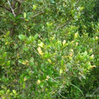 Diospyros ferrea (Willd.) Bakh.
